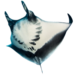 Manta Ray - Ikan pari raksasa yang anggun berenang di laut dalam